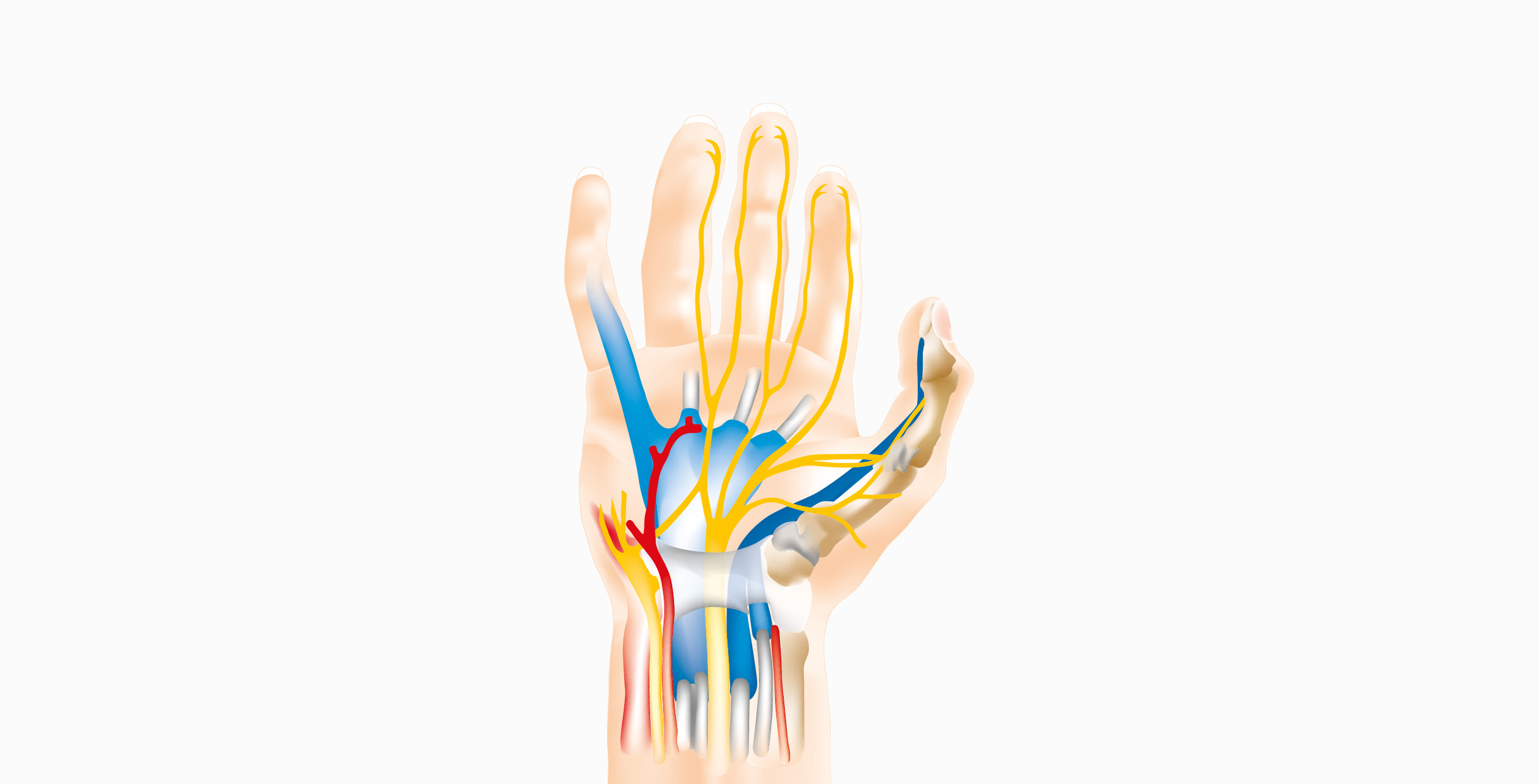 The British Institute of Musculoskeletal Medicine (BIMM)