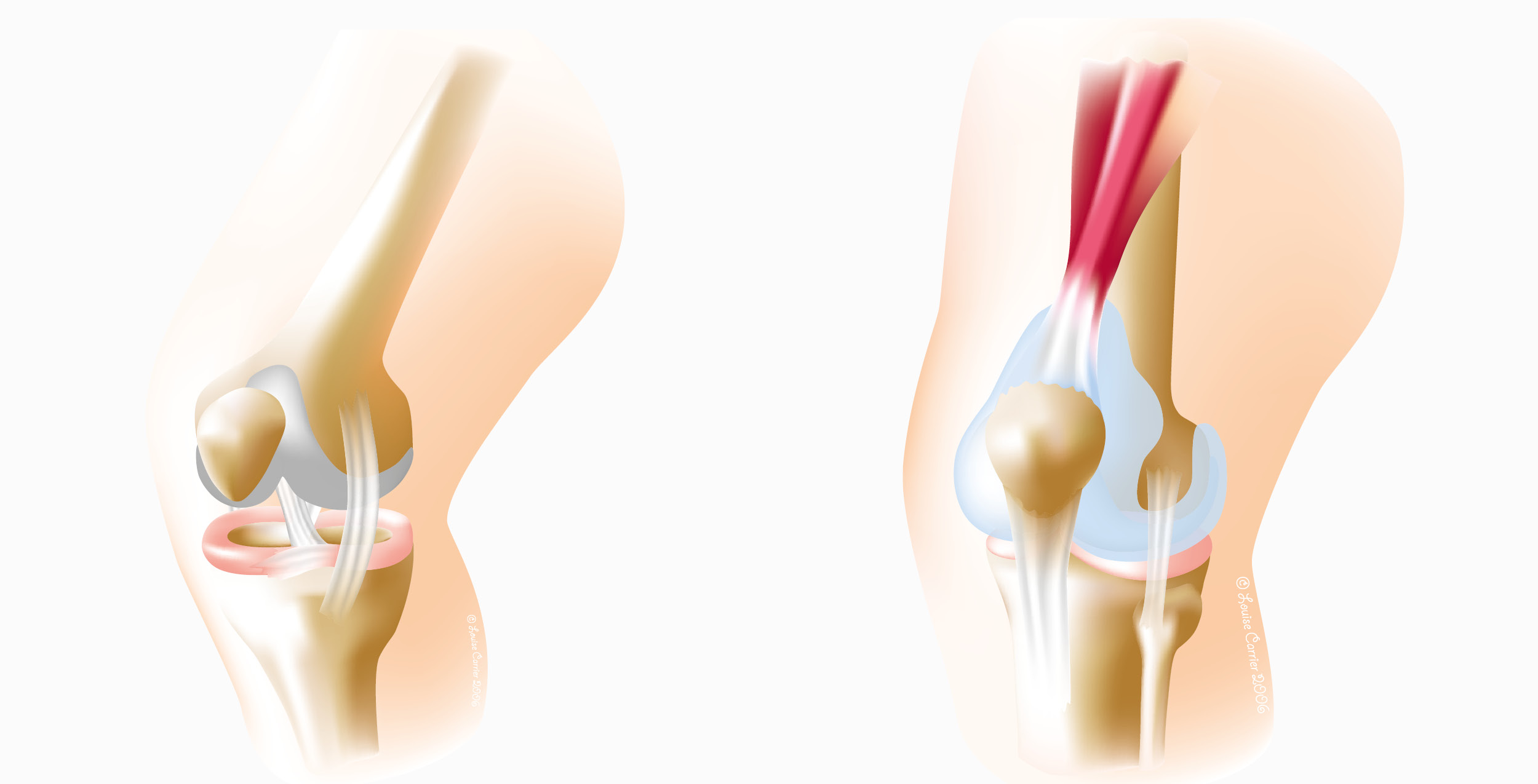 Knees