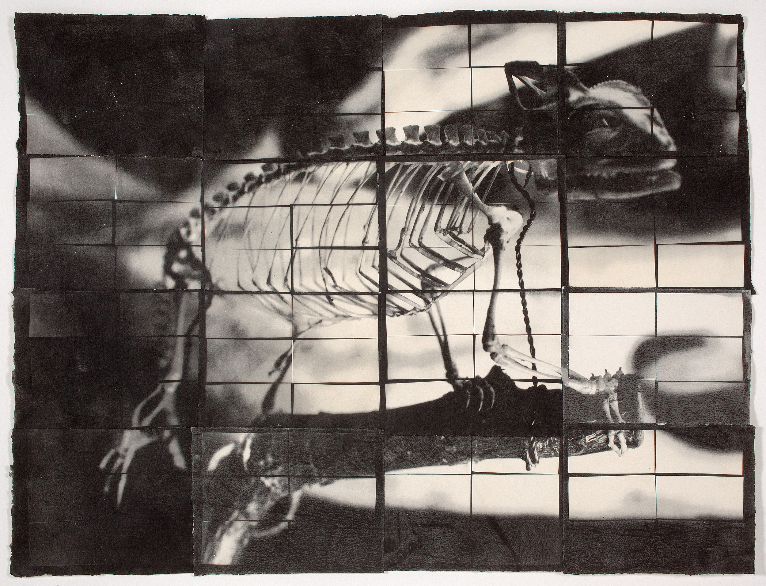Present, Near, and Deep (Chameleon)
