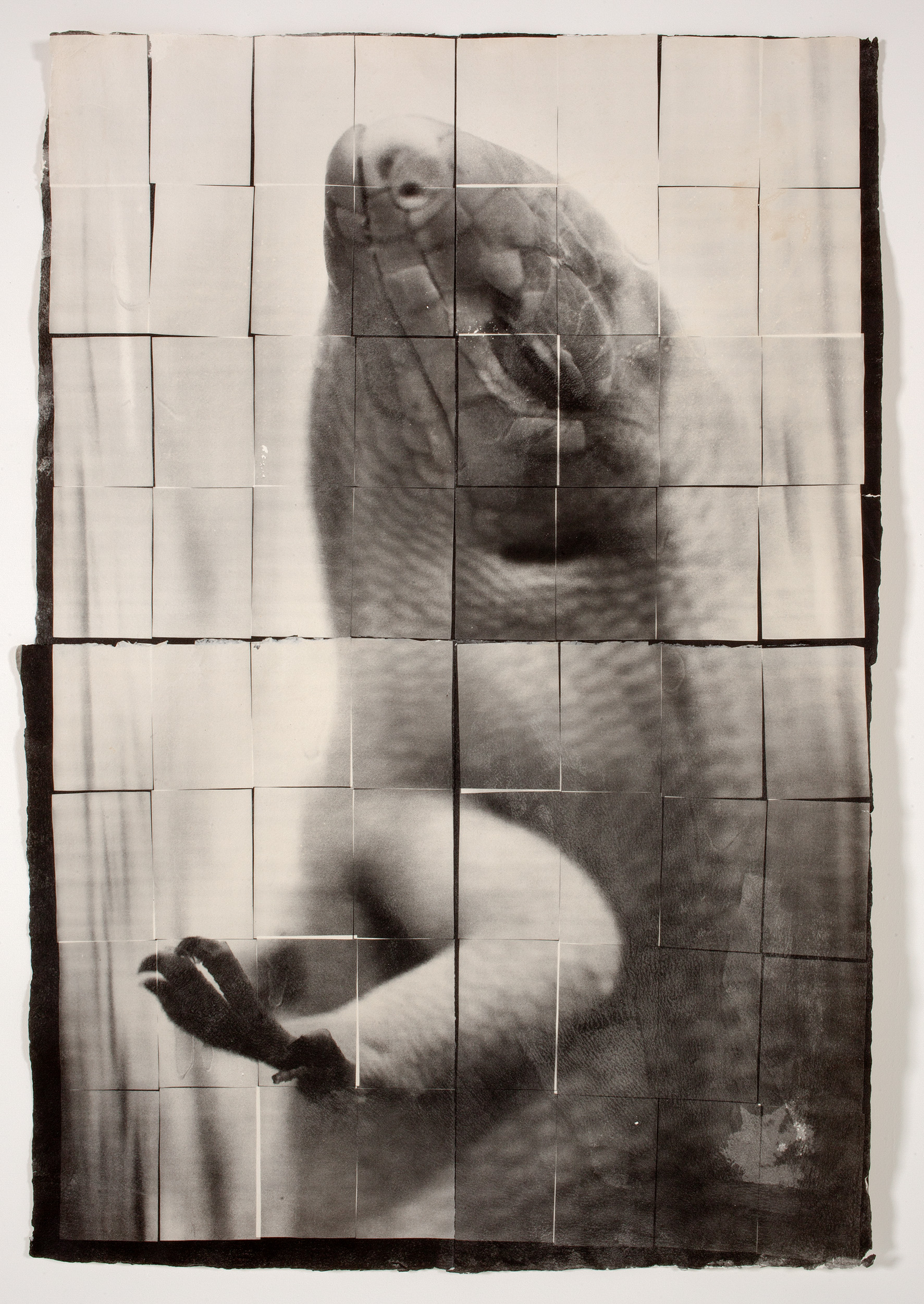 Present, Near, and Deep (Reptile Looking Out)