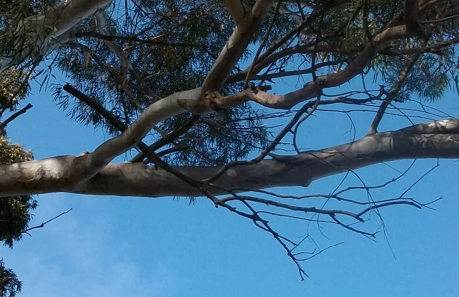 Widowmaker branches like the one above hang from or sit on larger healthier branches. Adrian J. Hunter , Gumtree widowmaker from side cropped , CC BY-SA 3.0
