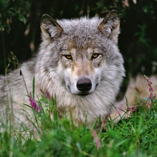 Denali Park Wolf, photo courtesy of Johnny Johnson.