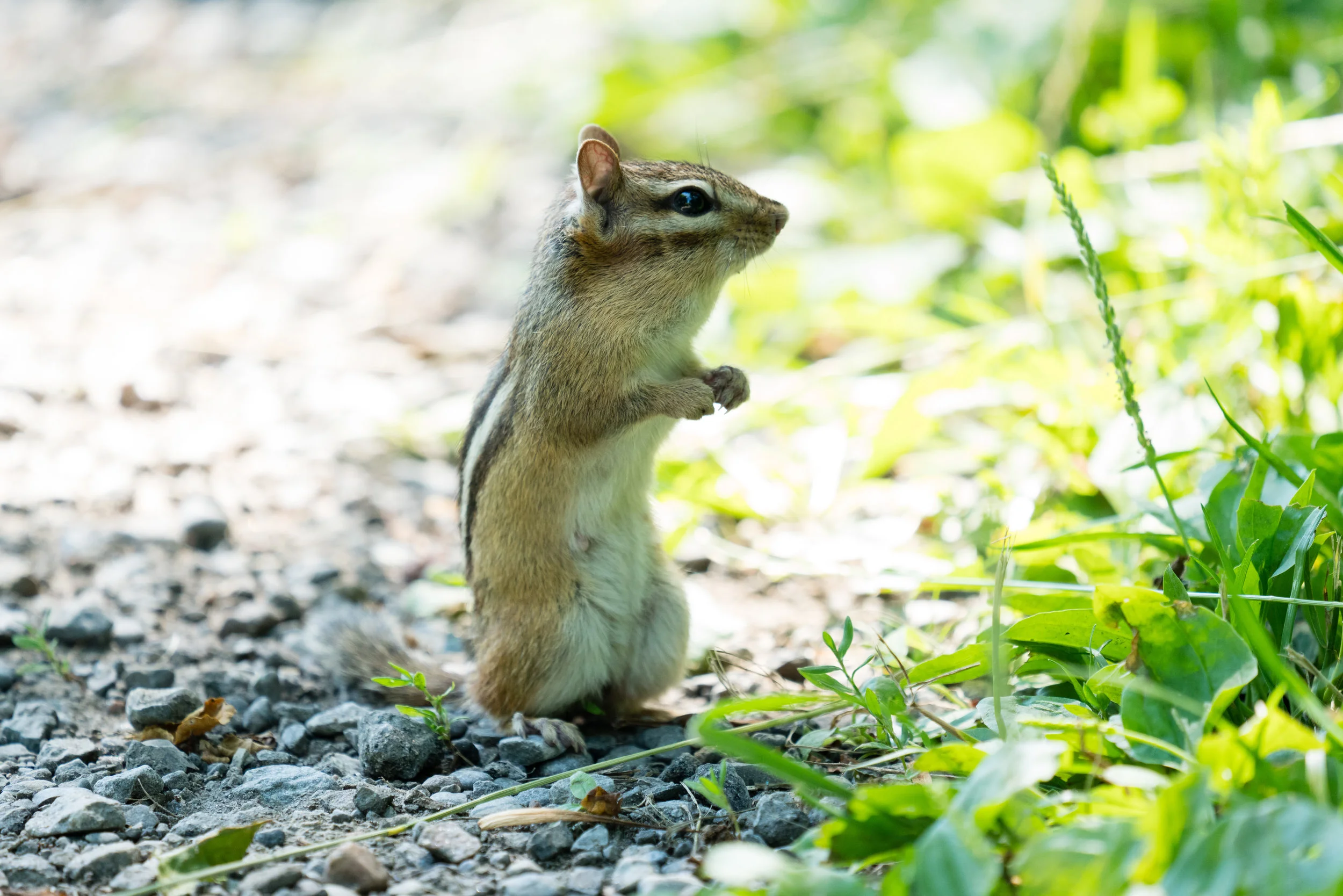 Juneau- FREE Wildlife Wednesday: Salmon-supported bears, seed dispersal and small mammals 