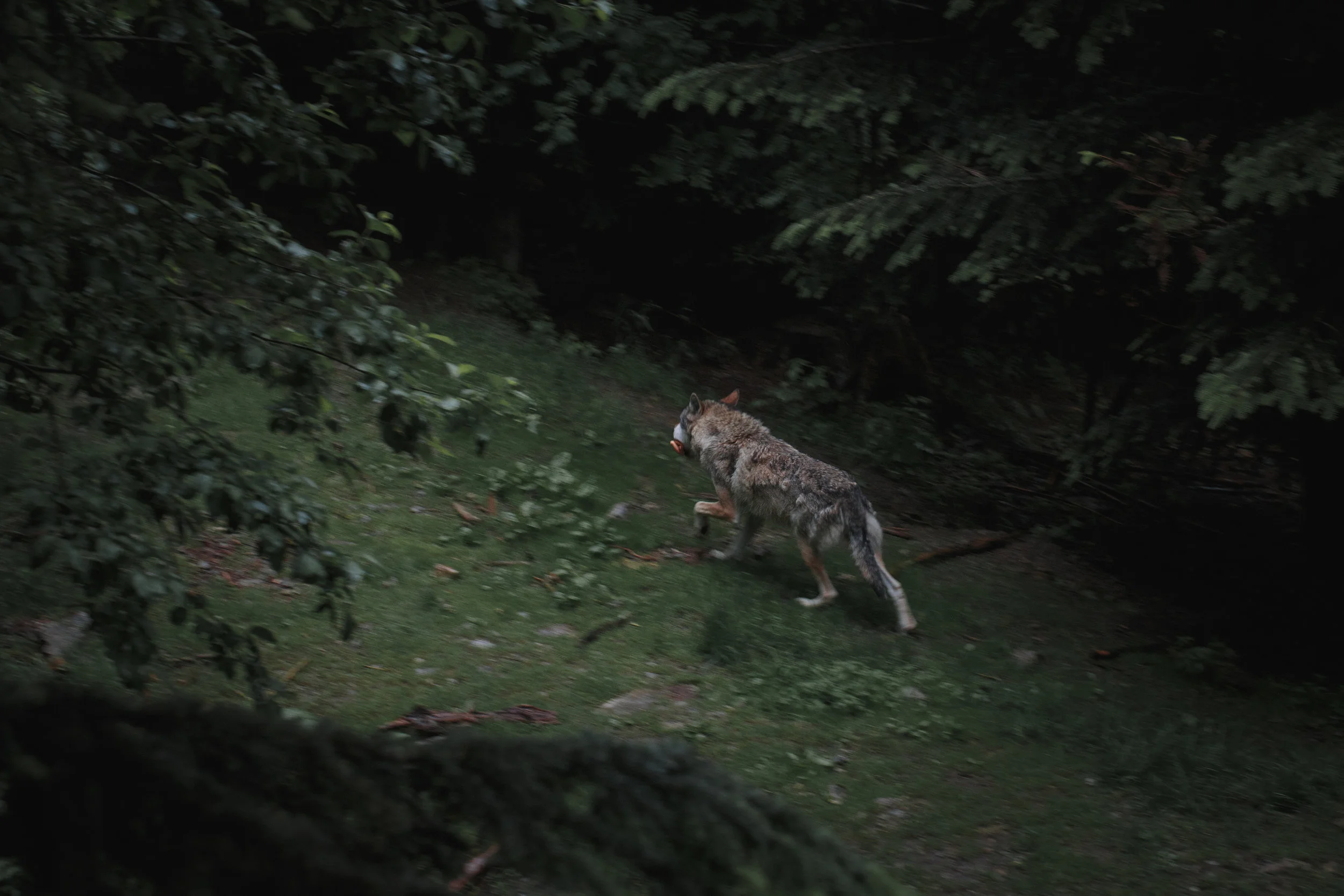 AWA in the Press: National Park Service Opposes Predator Control Measures in Alaska!