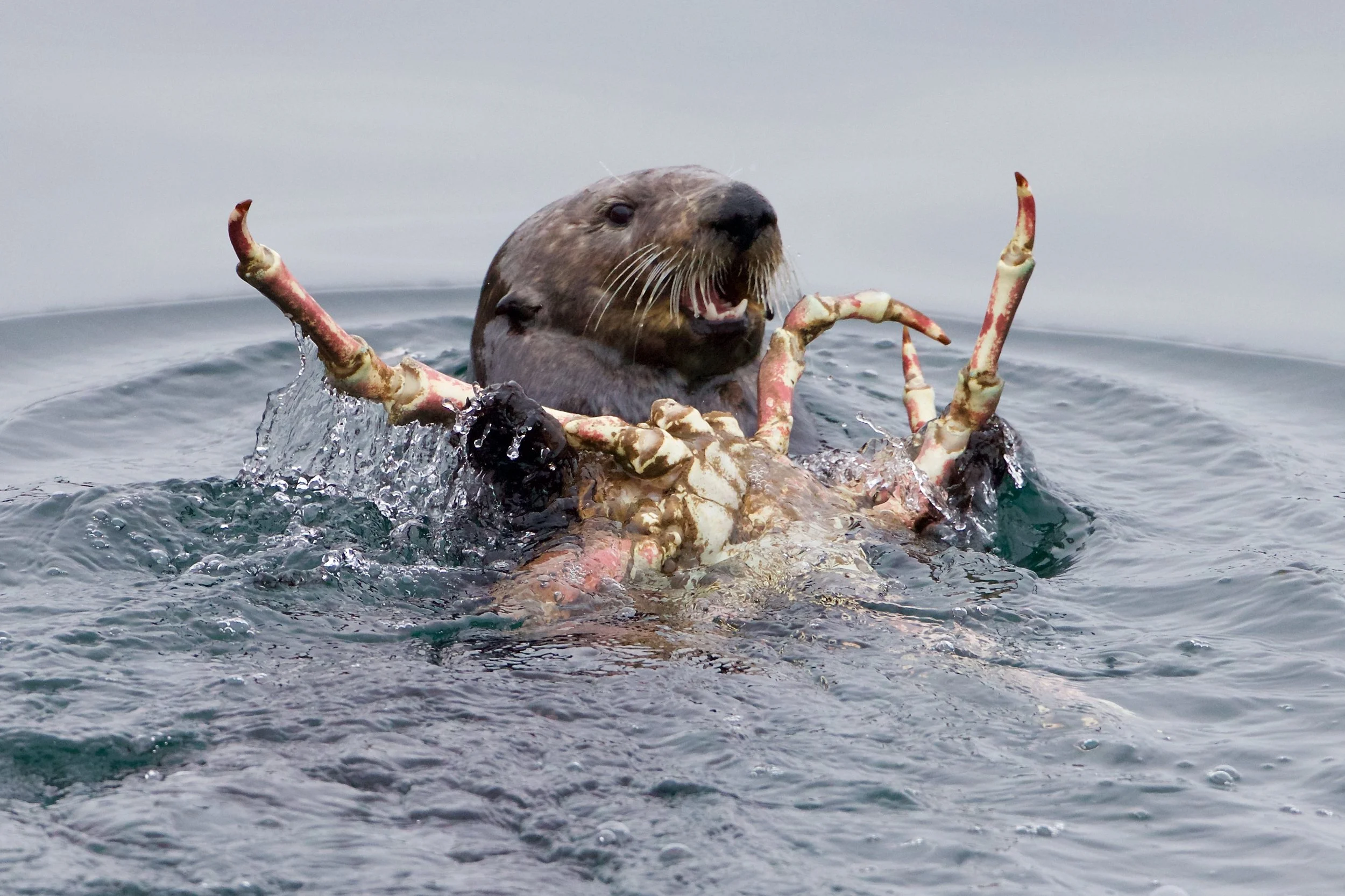 Anchorage- FREE Wildlife Wednesday: Sea Otter Research in Alaska