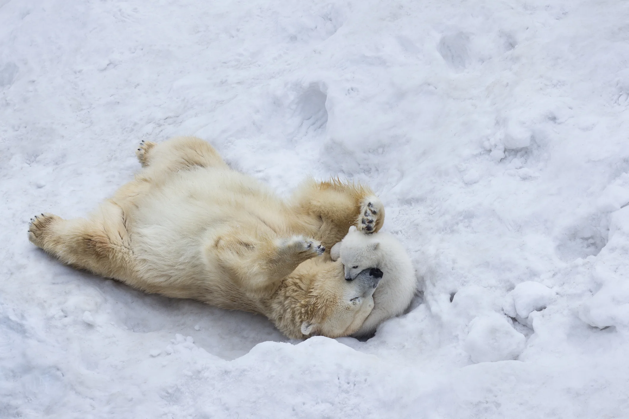 Anchorage- FREE Wildlife Wednesday: Polar Bears!
