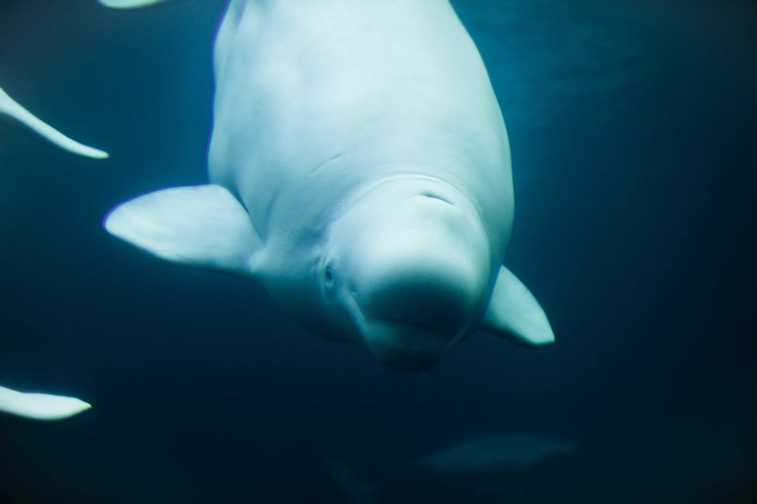 Anchorage- FREE Wildlife Wednesday: Cook Inlet Beluga Whales