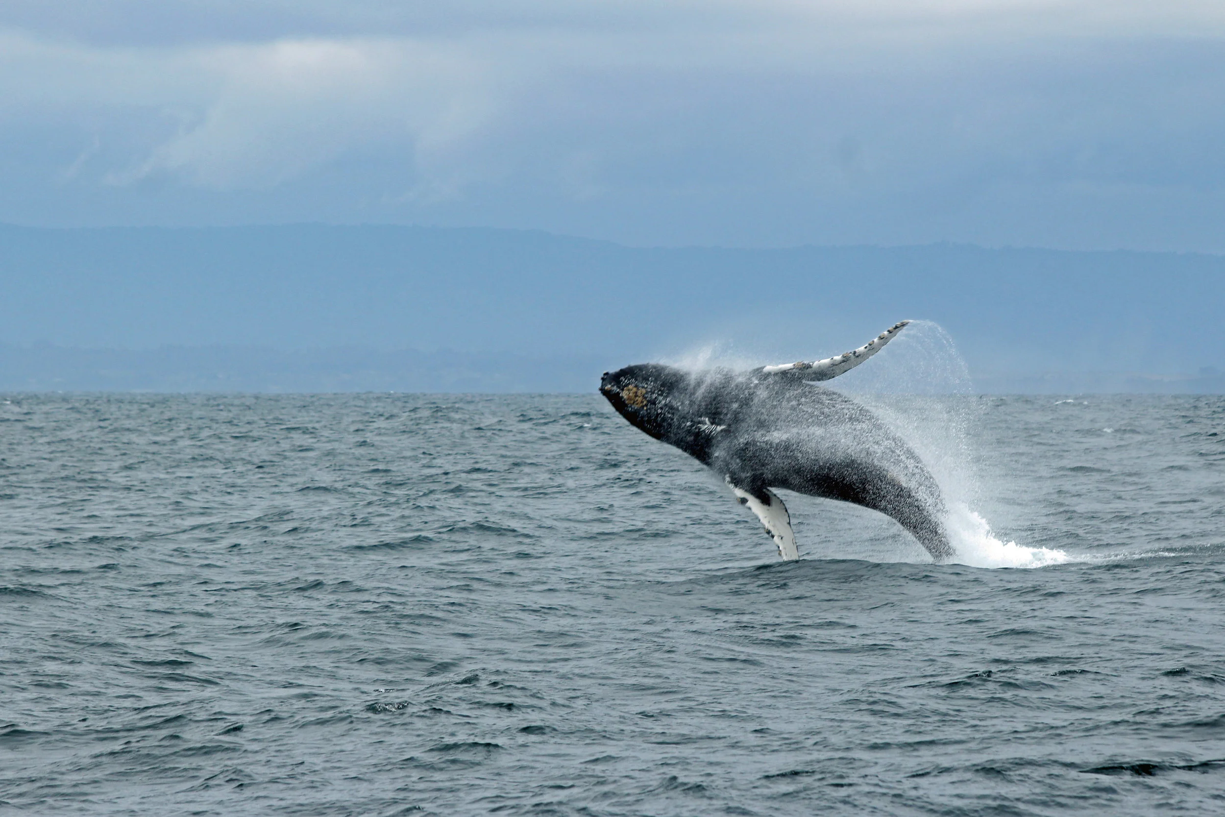 Marine Mammal Protection Act Public Comment Period