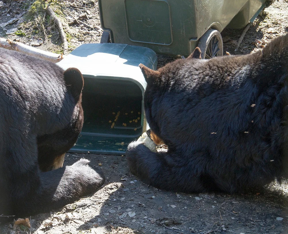 bear aware at the zoo.jpg