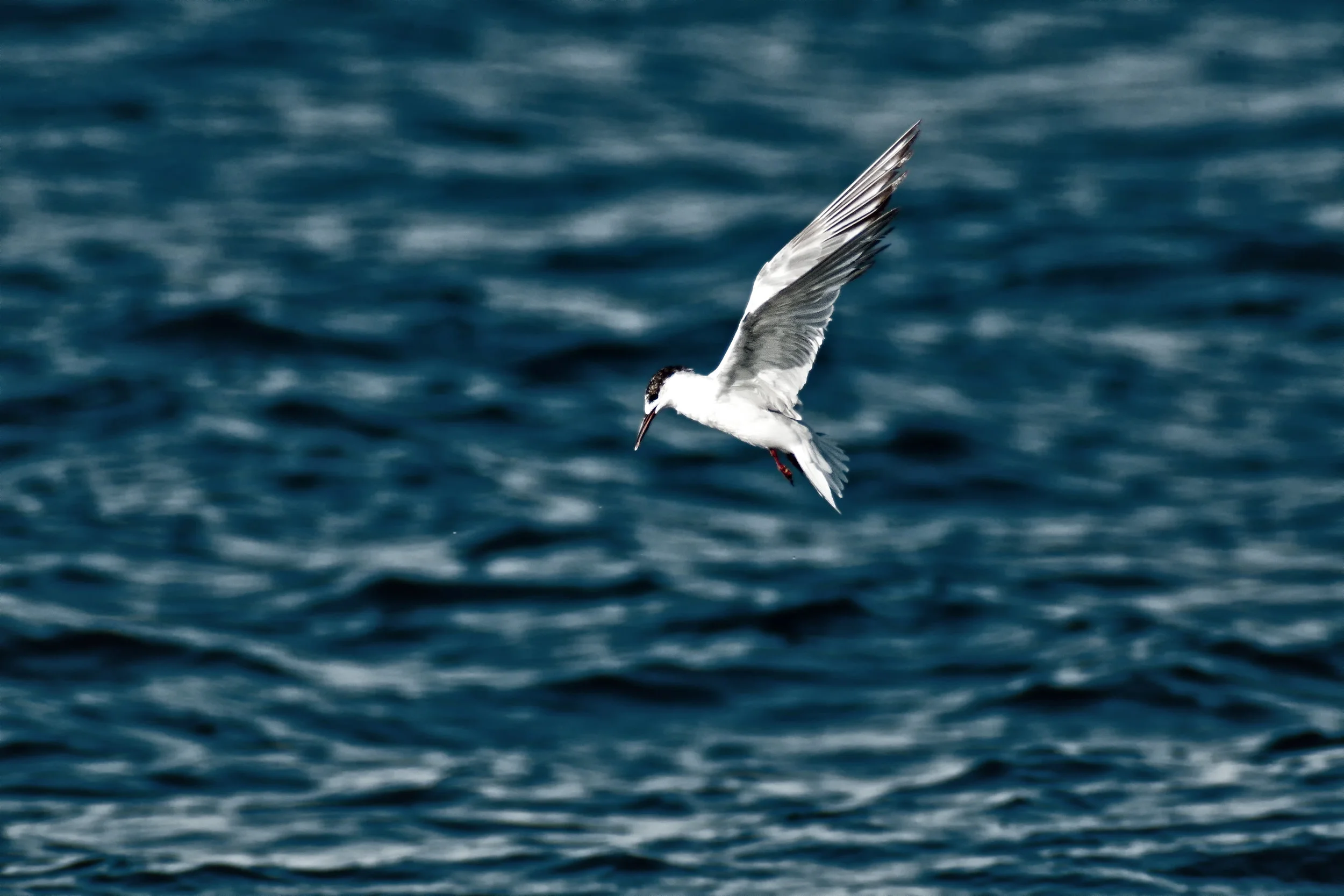 Yakutat- Ninth Annual Yakutat Tern Festival