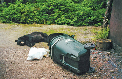 Bears that get into trash are often killed as a matter of public safety. Don’t lure a bear to this fate—be responsible with you waste.