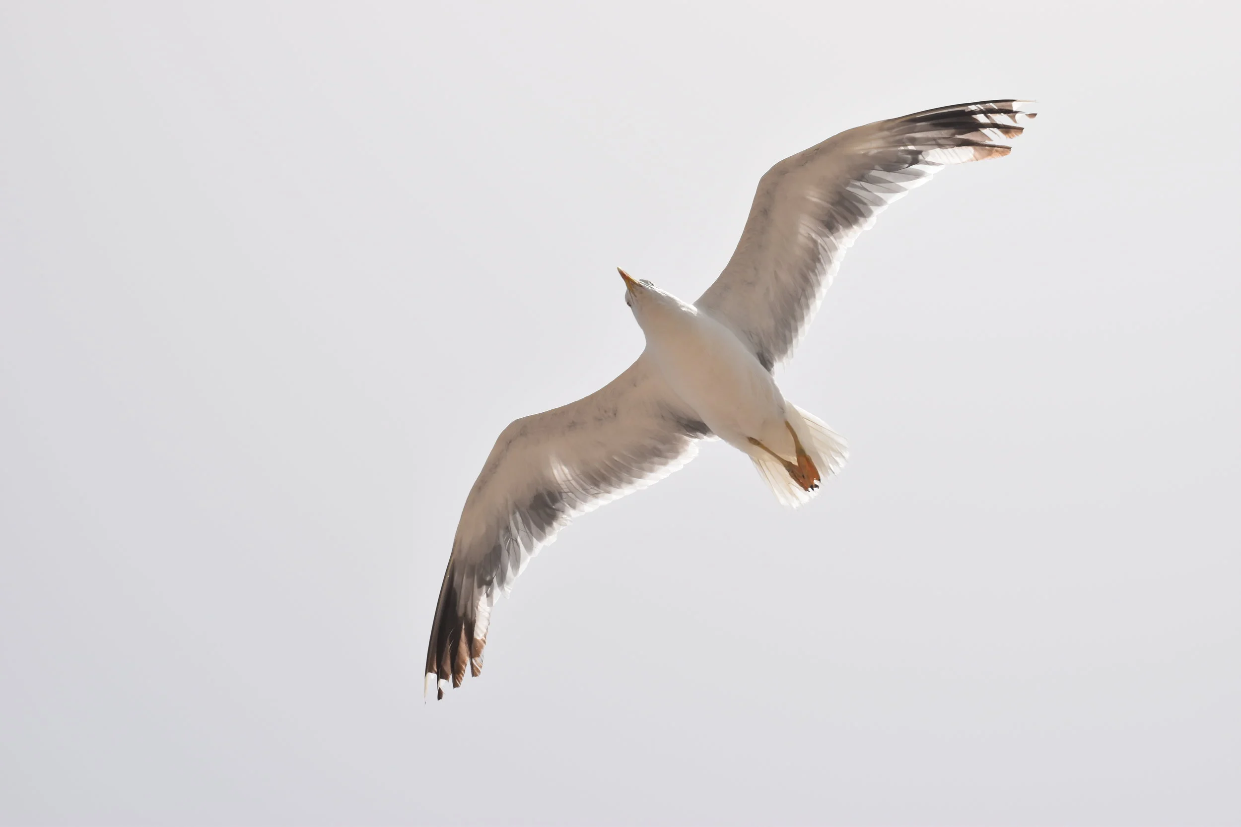 Seward- Seward Seabird Festival