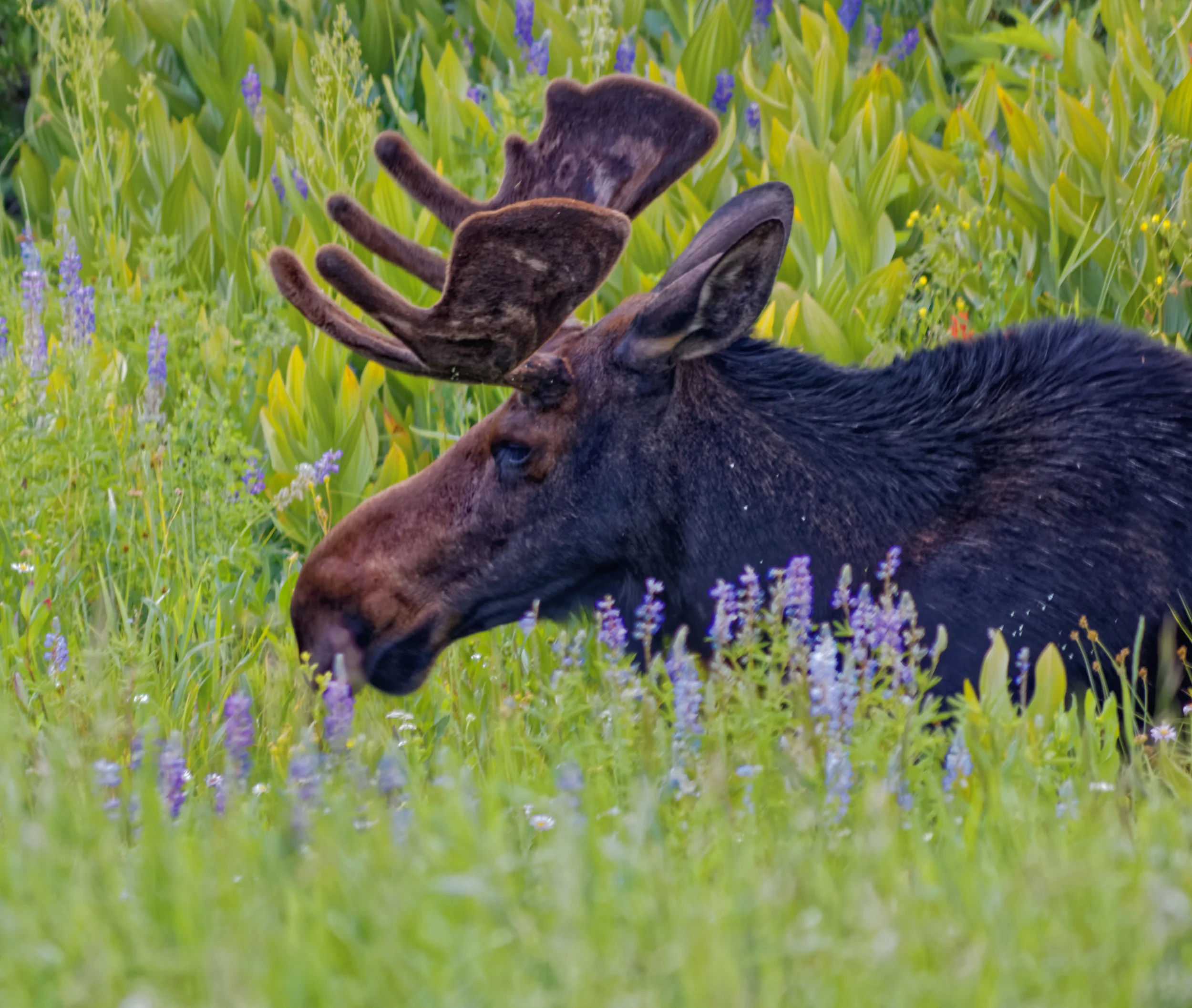 AWA in the News! KTVA: Vetoes could impact Alaska's wildlife programs