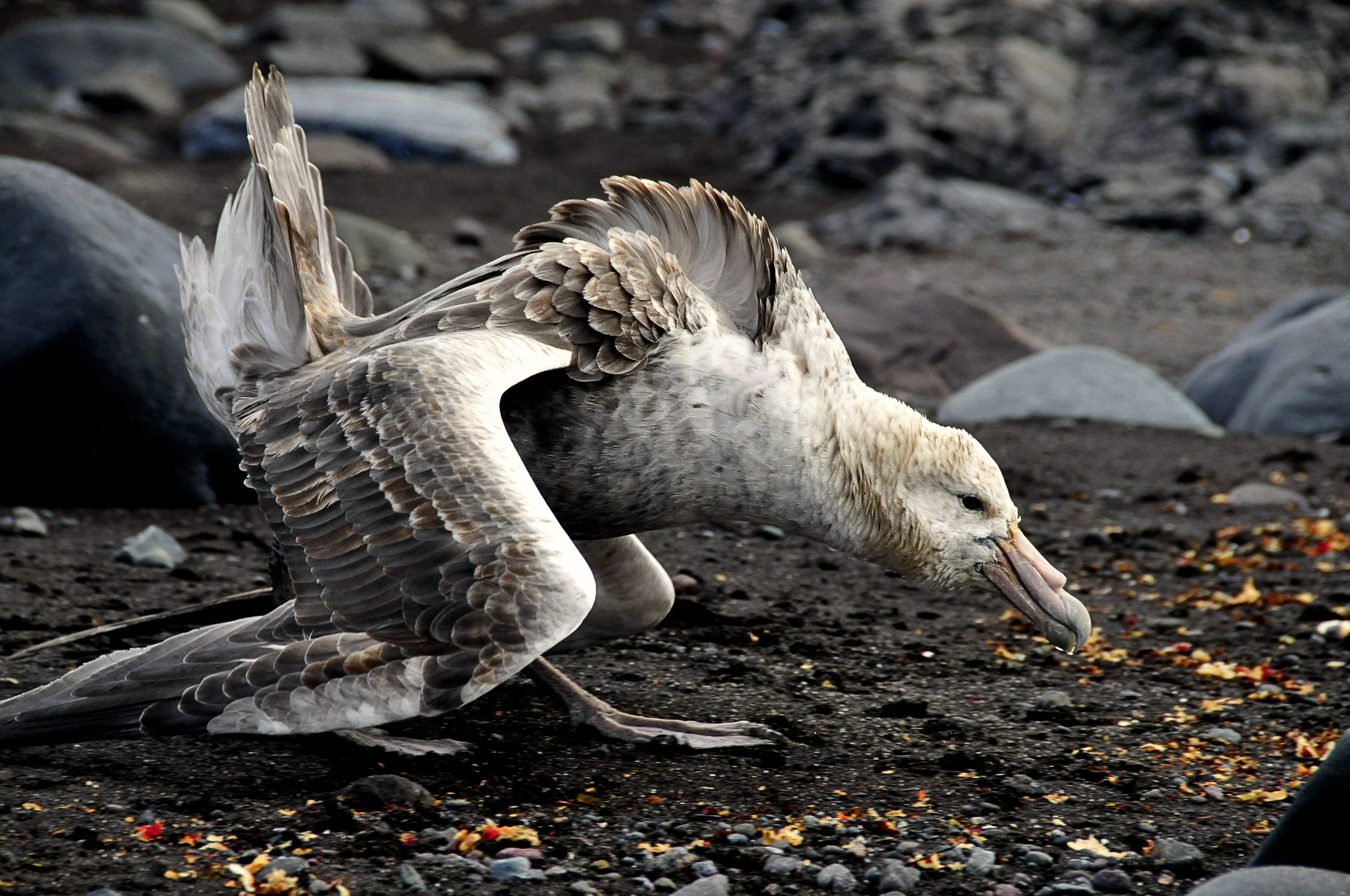 Unalaska- Free Beached Bird Training