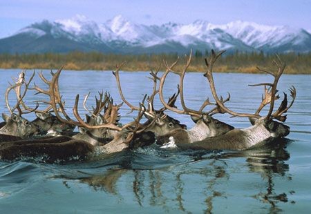 Help us Stop the Ambler Road! New shirts for sale