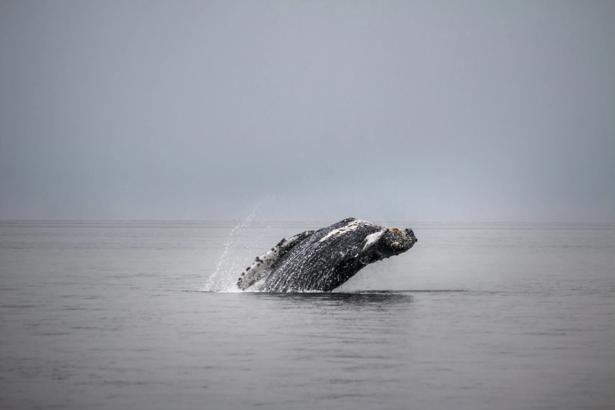 AWA Testimony on Designating Critical Habitat for Distinct Population Segments of Humpback Whales
