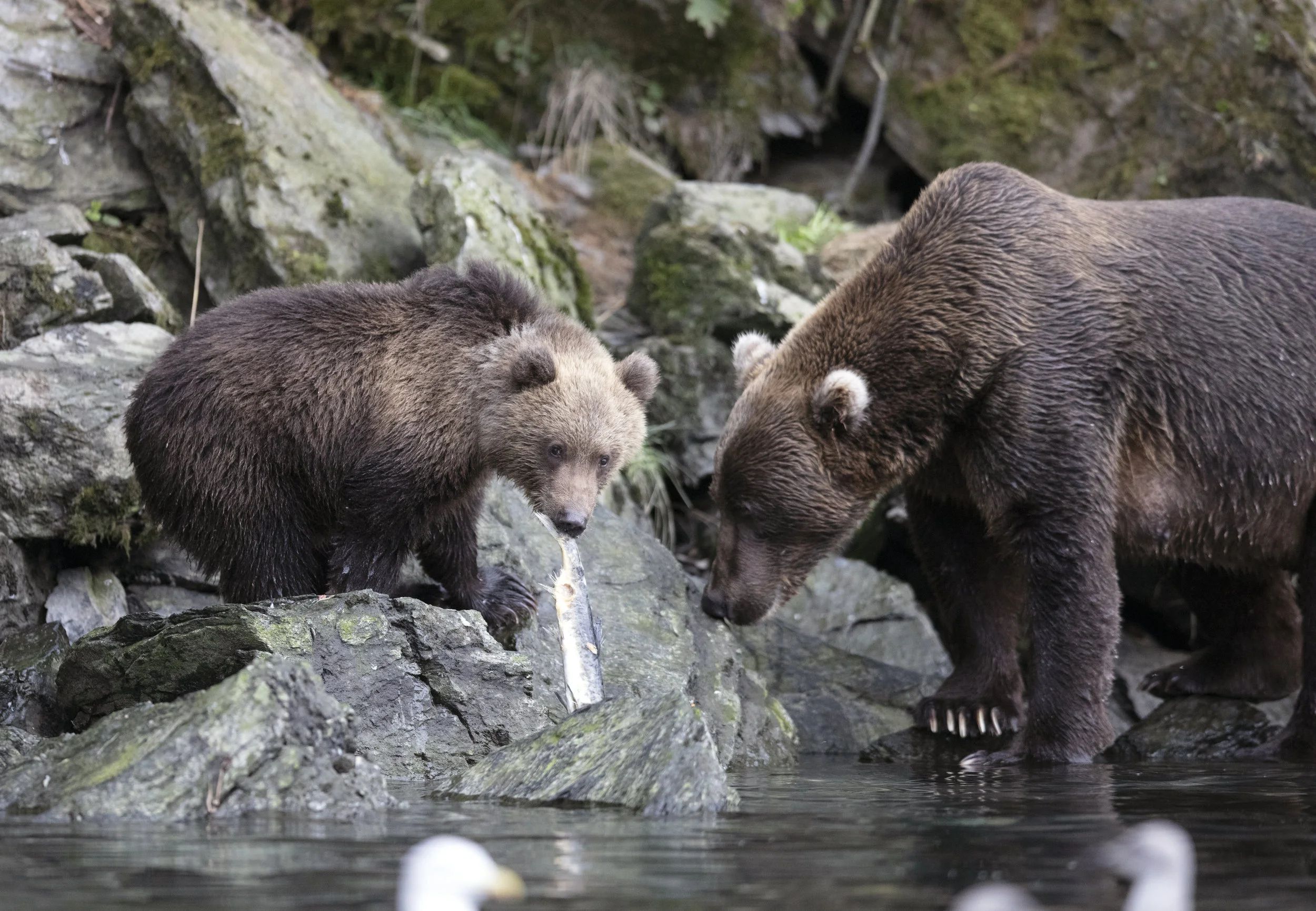 Alaska Wildlife Alliance lawsuit: Refuge Hunting Regulations Challenged by State
