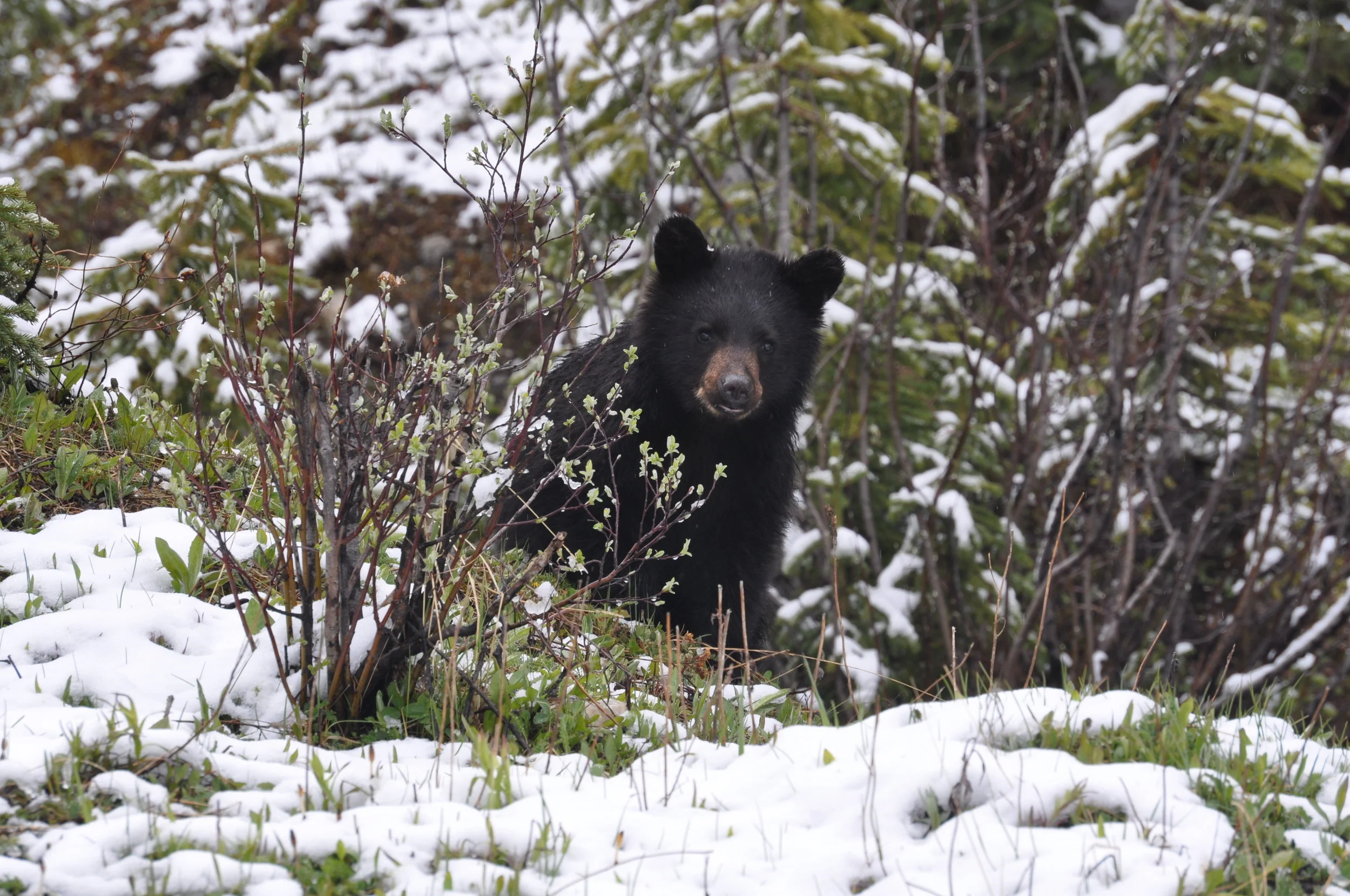 Missed our Wildlife Wednesday Seminar on Yearling Black Bears? Watch it here!