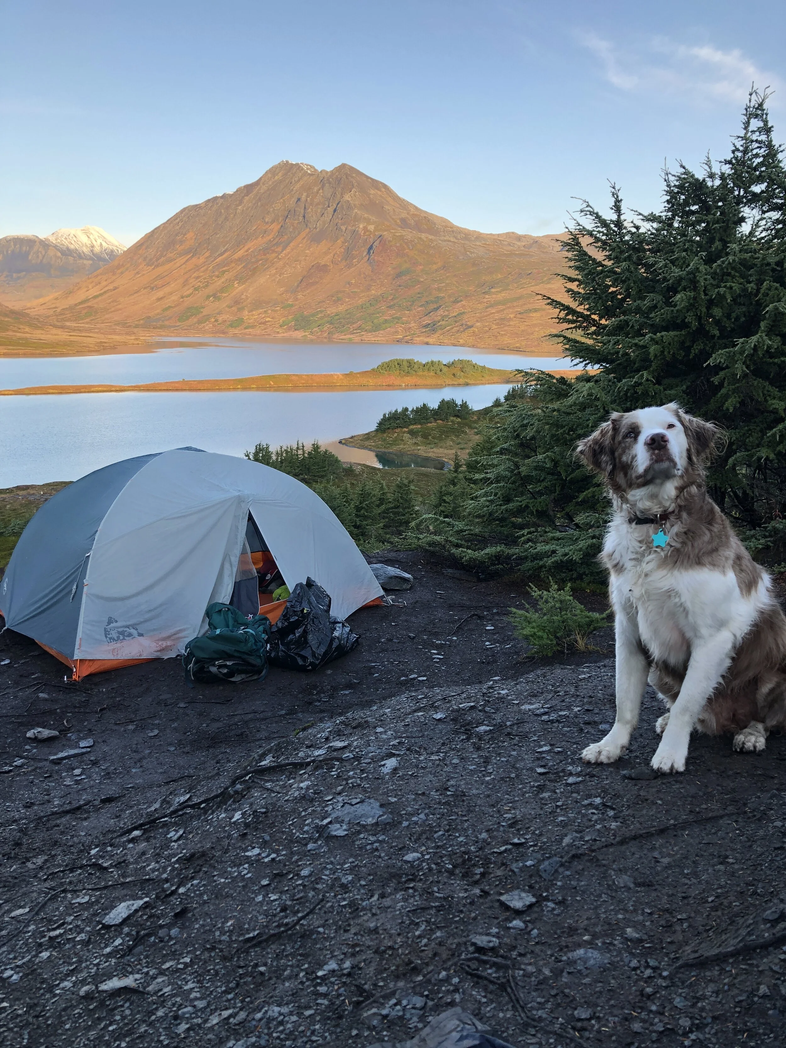 VICTORY! Safe Trails Ordinance Establishes No-Trap Buffer around Anchorage Trails!