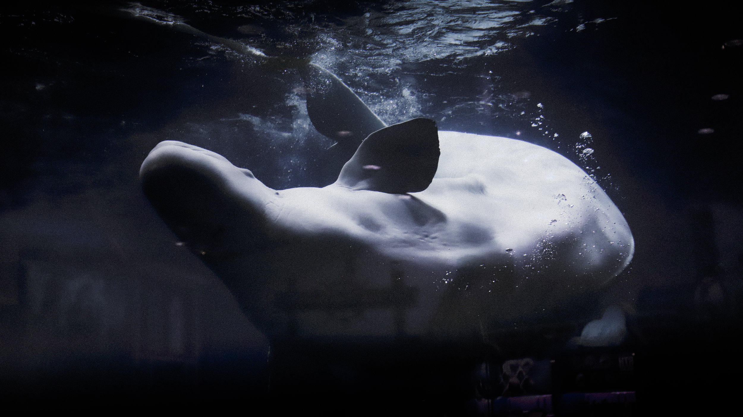 CANCELLED- Soldotna: Free Wildlife Wednesday- Endangered Cook Inlet Beluga Whales