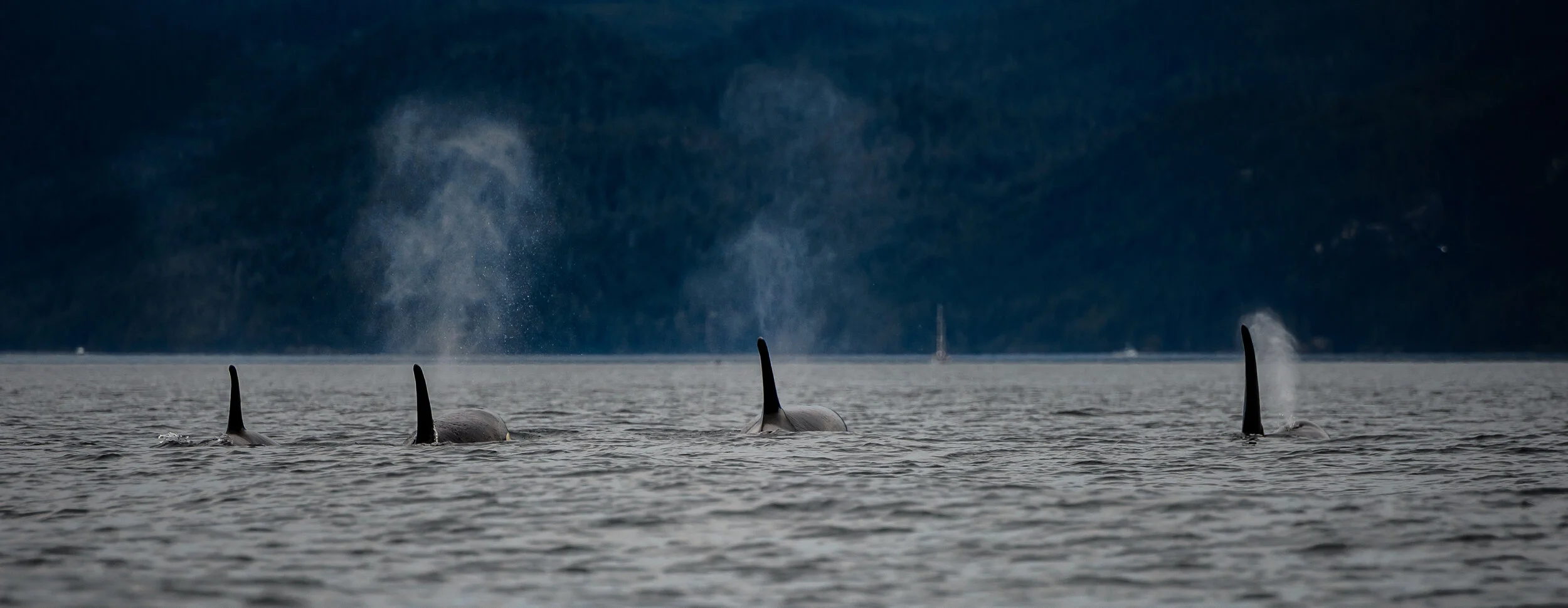 Staying Engaged with Alaska’s Wildlife while Social Distancing