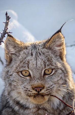 Species Spotlight: Lynx — Alaska Wildlife Alliance (AWA)