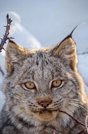 Canada Lynx - Endangered Species Coalition