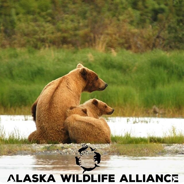 We are live on Instagram! Follow us for the latest news and photos of Alaska's wildlife!