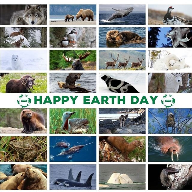 Happy #earthday2020! How many of Alaska's wildlife can you identify? Link in bio with information on how you can celebrate Alaska's #wildlife today.