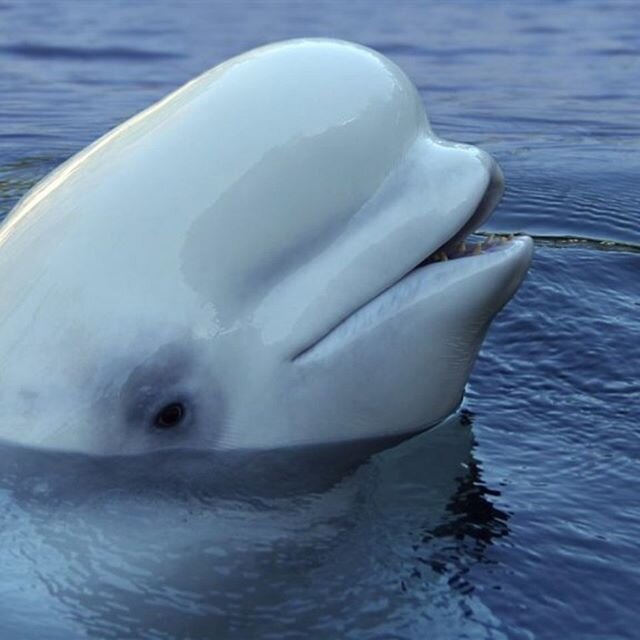 Tonight we're hosting a virtual Wildlife Wednesday about &quot;Belugas in our Backyard&quot;! Tune into Zoom at 7pm. More info at akwildlife.org