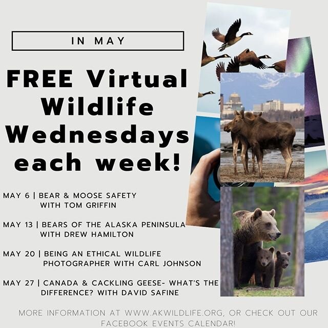 We have something special for you this May....FREE online Wildlife Wednesdays each week! Featuring speakers: Tom Griffin, ADF&amp;G @adfgsoutheast_ak ; Drew Hamilton, Friends of McNeil River @drewhh @friendsofmcneilriver ;  Carl Johnson @alaskaphotot