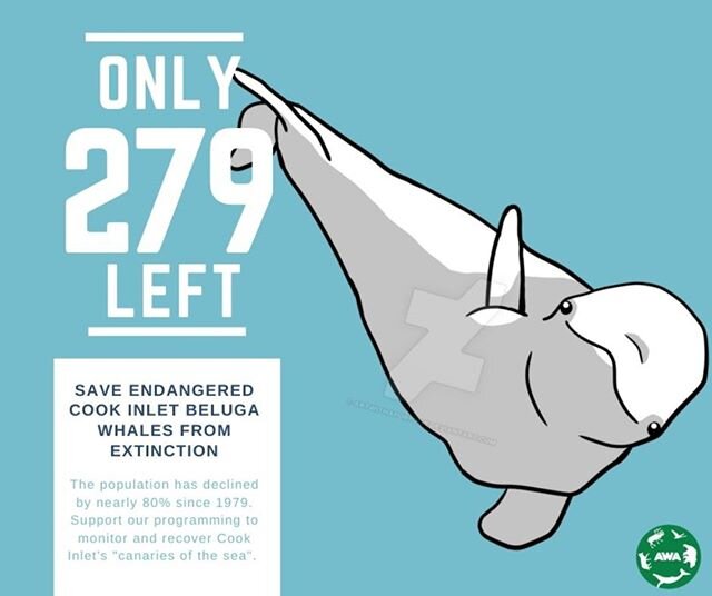 Friday is National Endangered Species Day but everyday AWA manages programs that protect and recover our most vulnerable species. All donations this week, until we reach $1,500 will be doubled by a donor match. Link in bio to donate online. Thank you