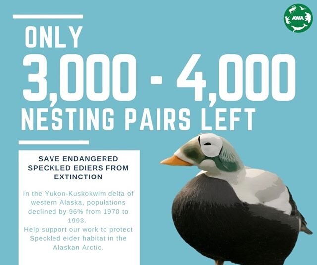 Help us protect the Arctic habitat these endangered birds need to survive. All donations will be doubled this week by a donor match! Click the link in our bio to make a difference!
