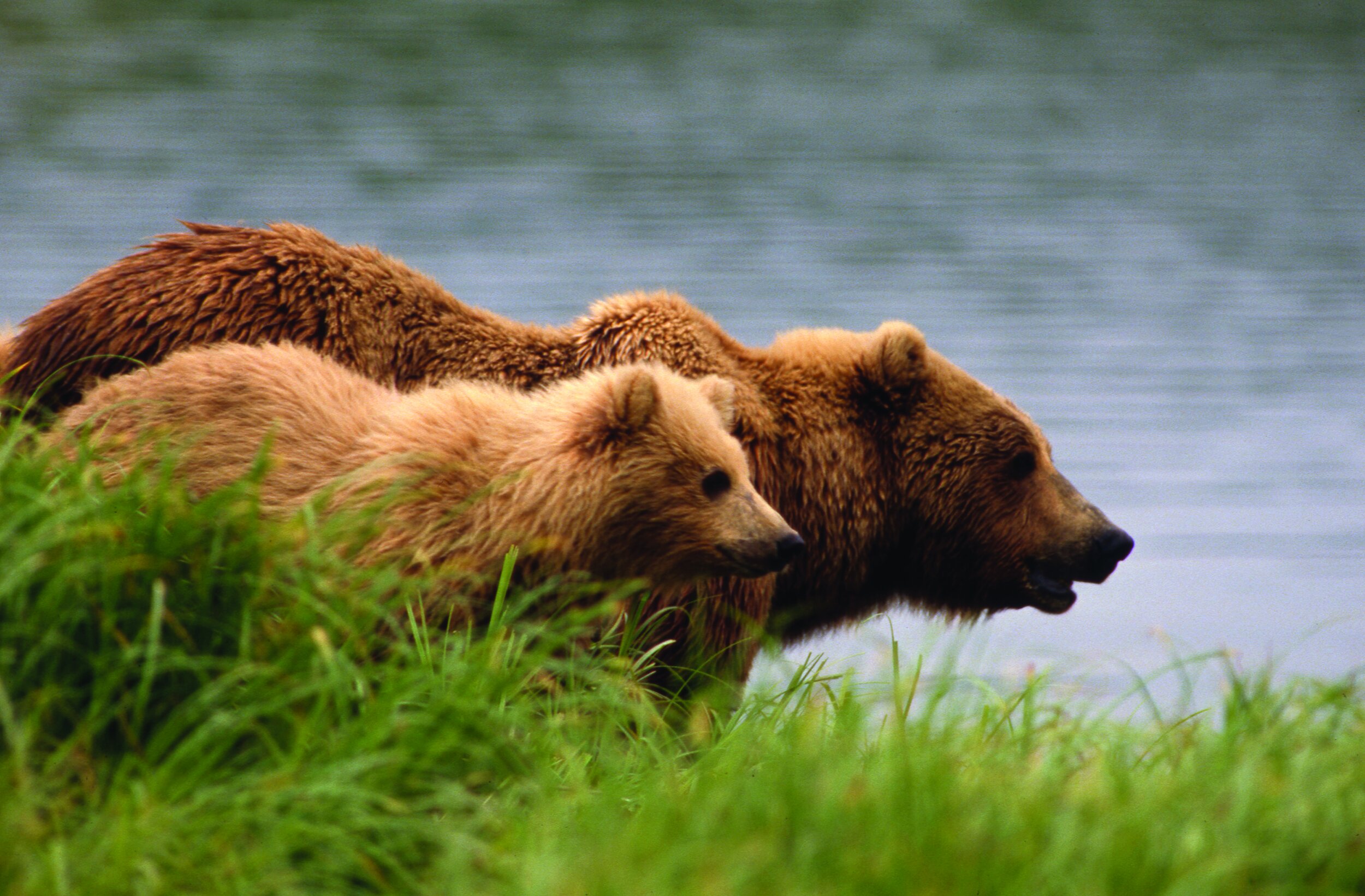 Video: Bears of the Alaska Peninsula Wildlife Wednesday — Alaska ...