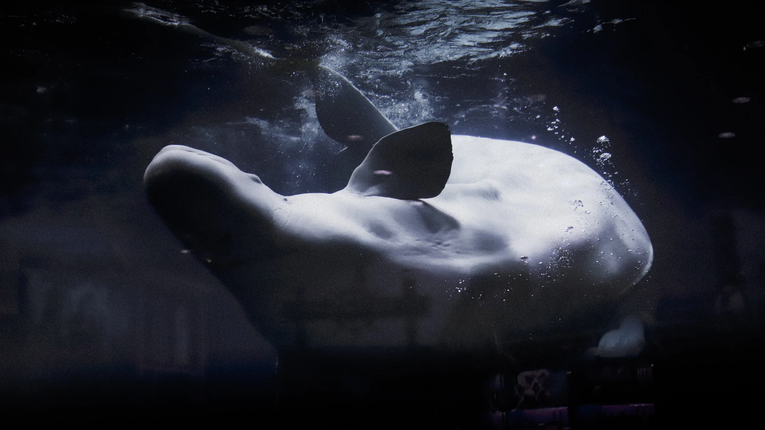 Video: Belugas in Our Backyard Wildlife Wednesday