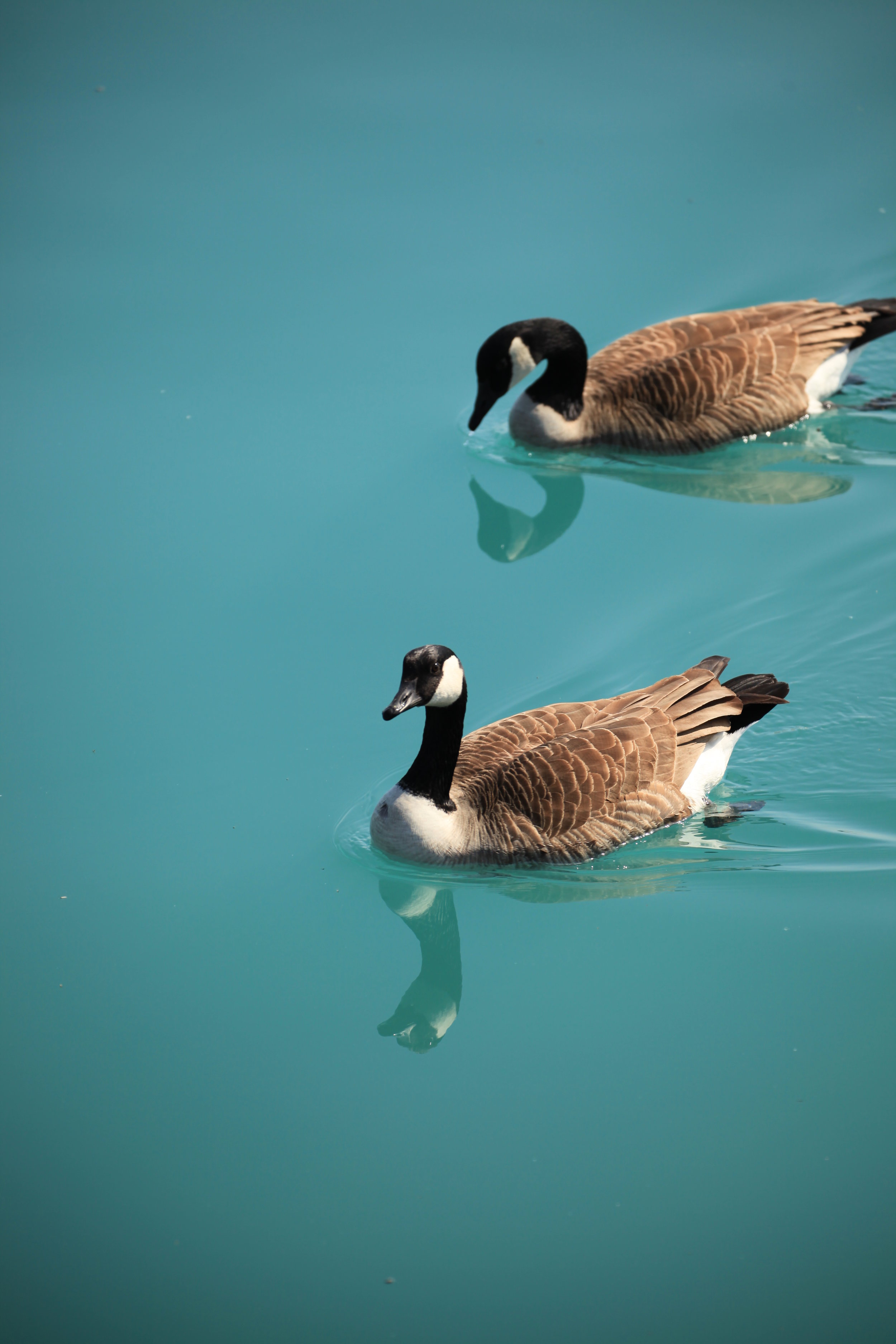 Video: Cackling and Canada Geese Wildlife Wednesday