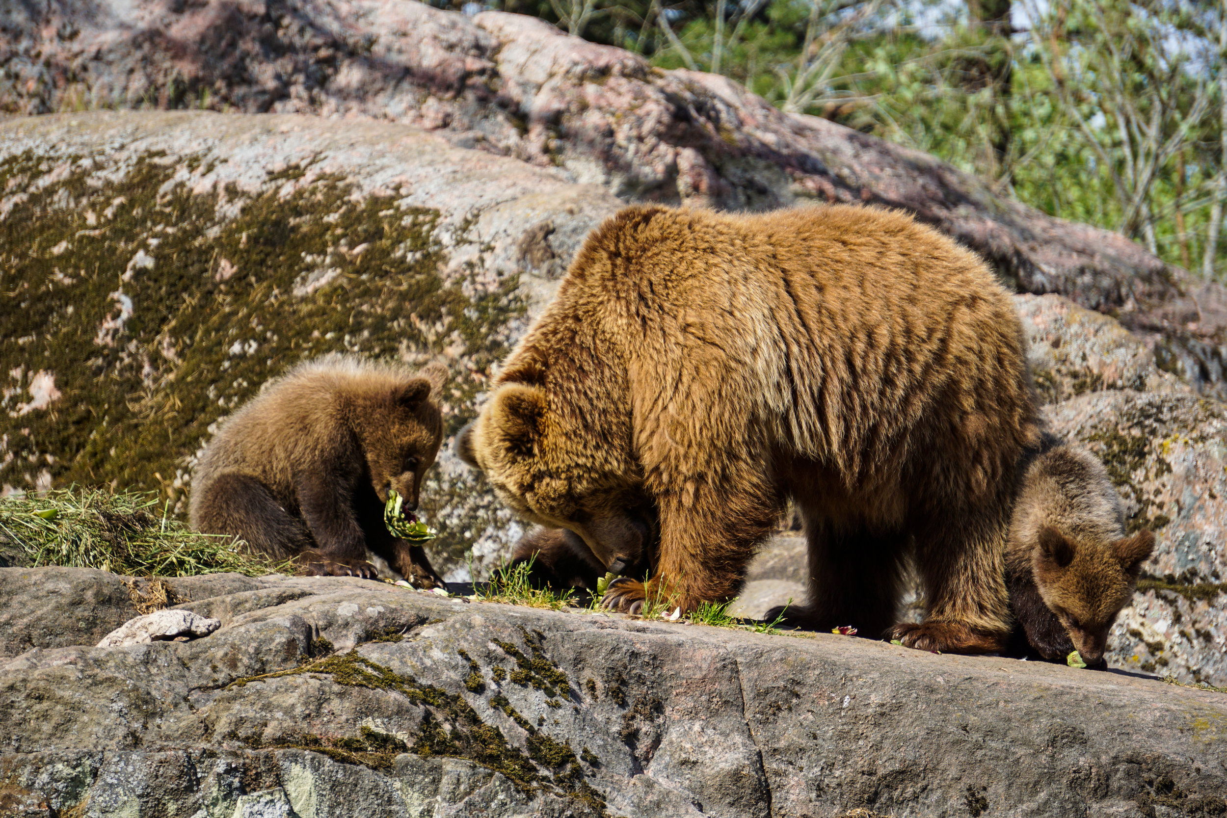 Our Comment: Alaska's most famous bears under threat