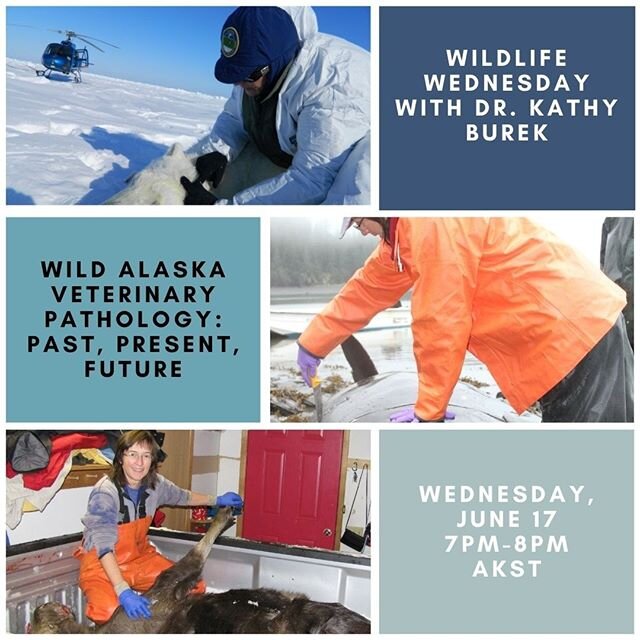 Dr. Kathy Burek owns @AlaskaVeterinaryPathologyServices and has been doing mortality and investigations and health assessments in wildlife for over 20 years. She will teach us about various cases in wildlife pathology across wild #Alaska, from moose 