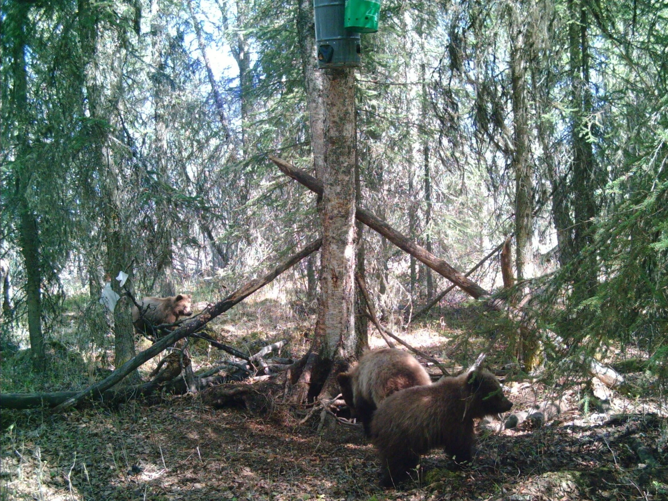 Changes to the Kenai National Wildlife Refuge could legalize brown bear ...