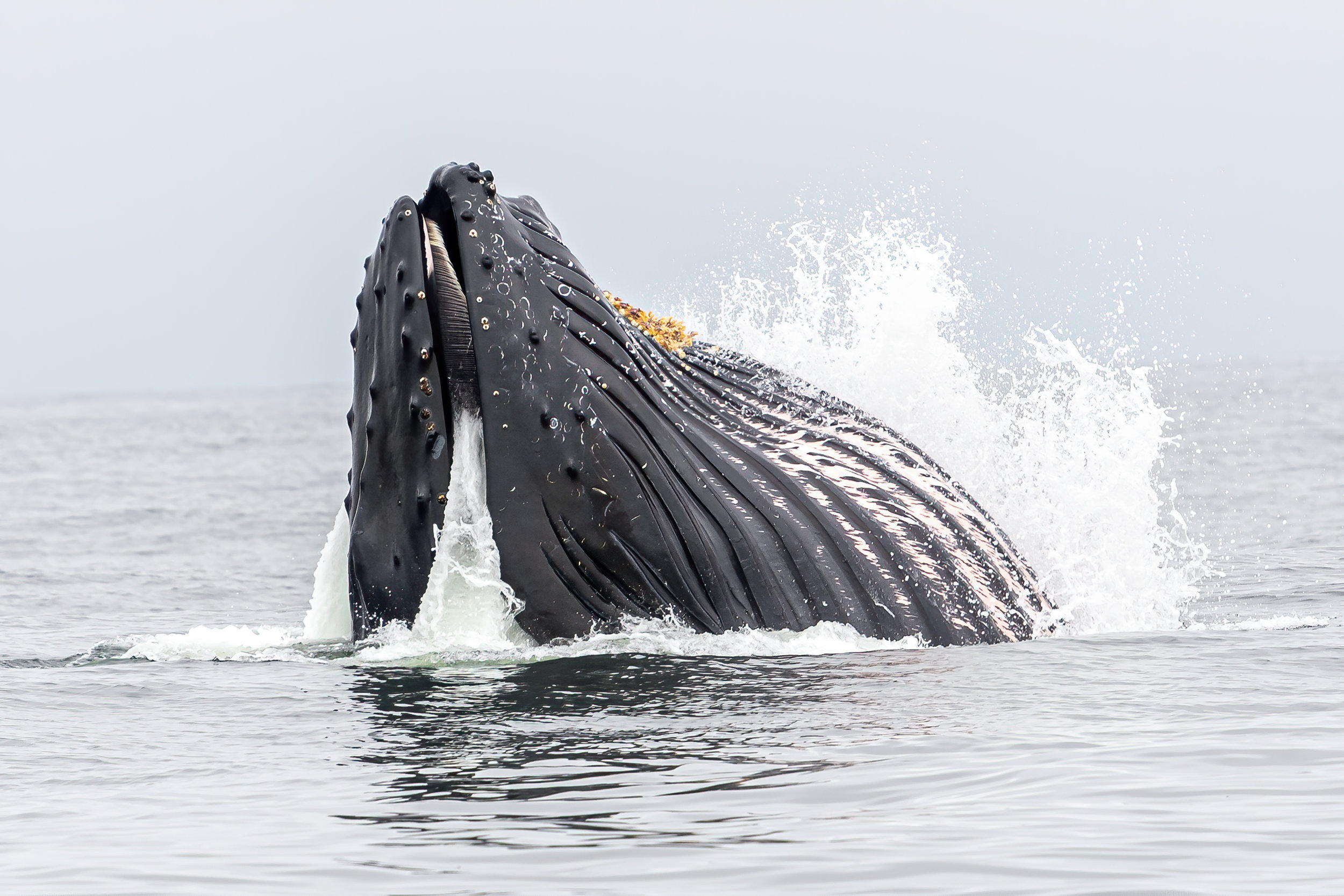 VIDEO: How Hungry Humpback Whales Work Smarter, Not Harder