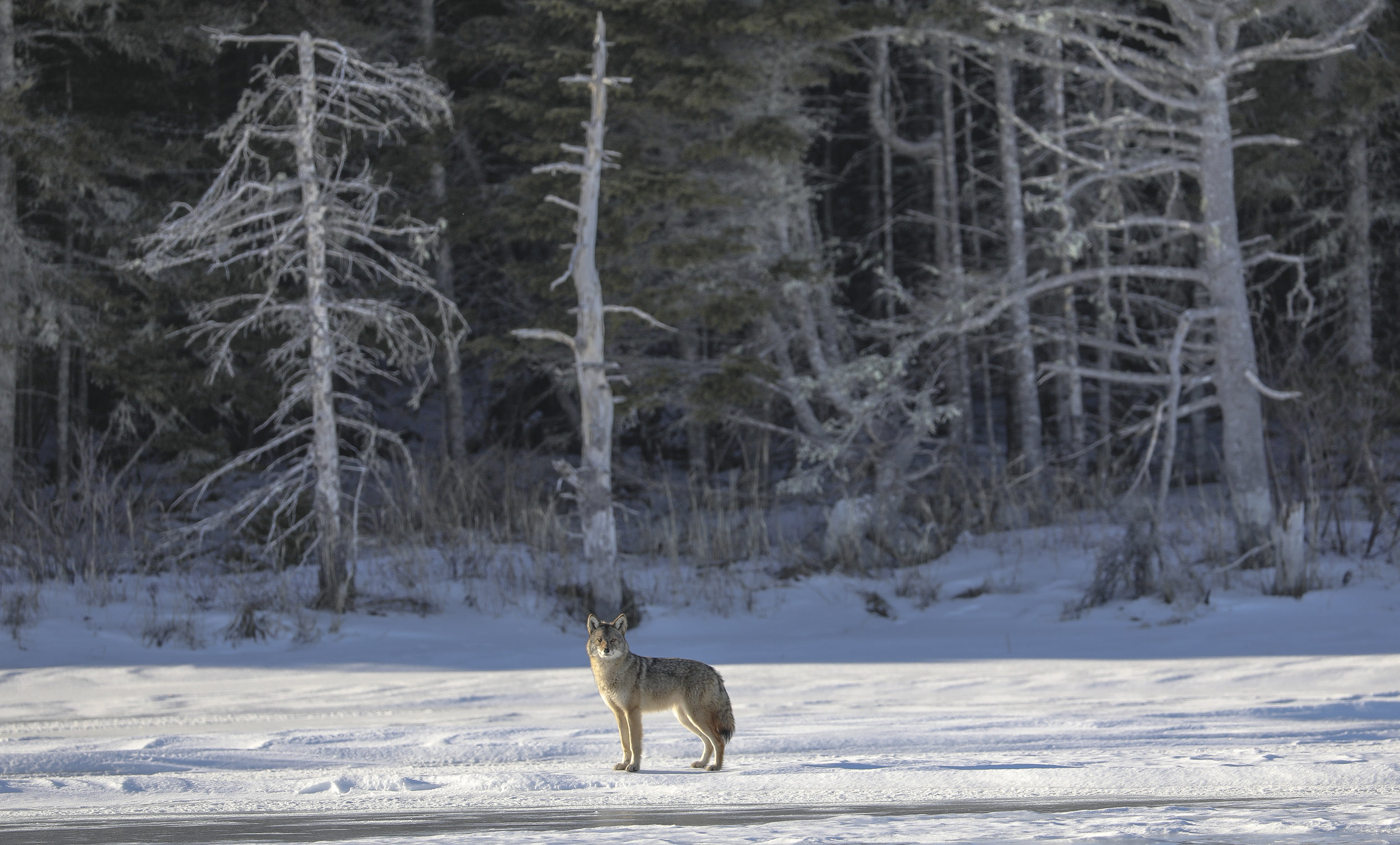 PODCAST: Wolves of Denali National Park