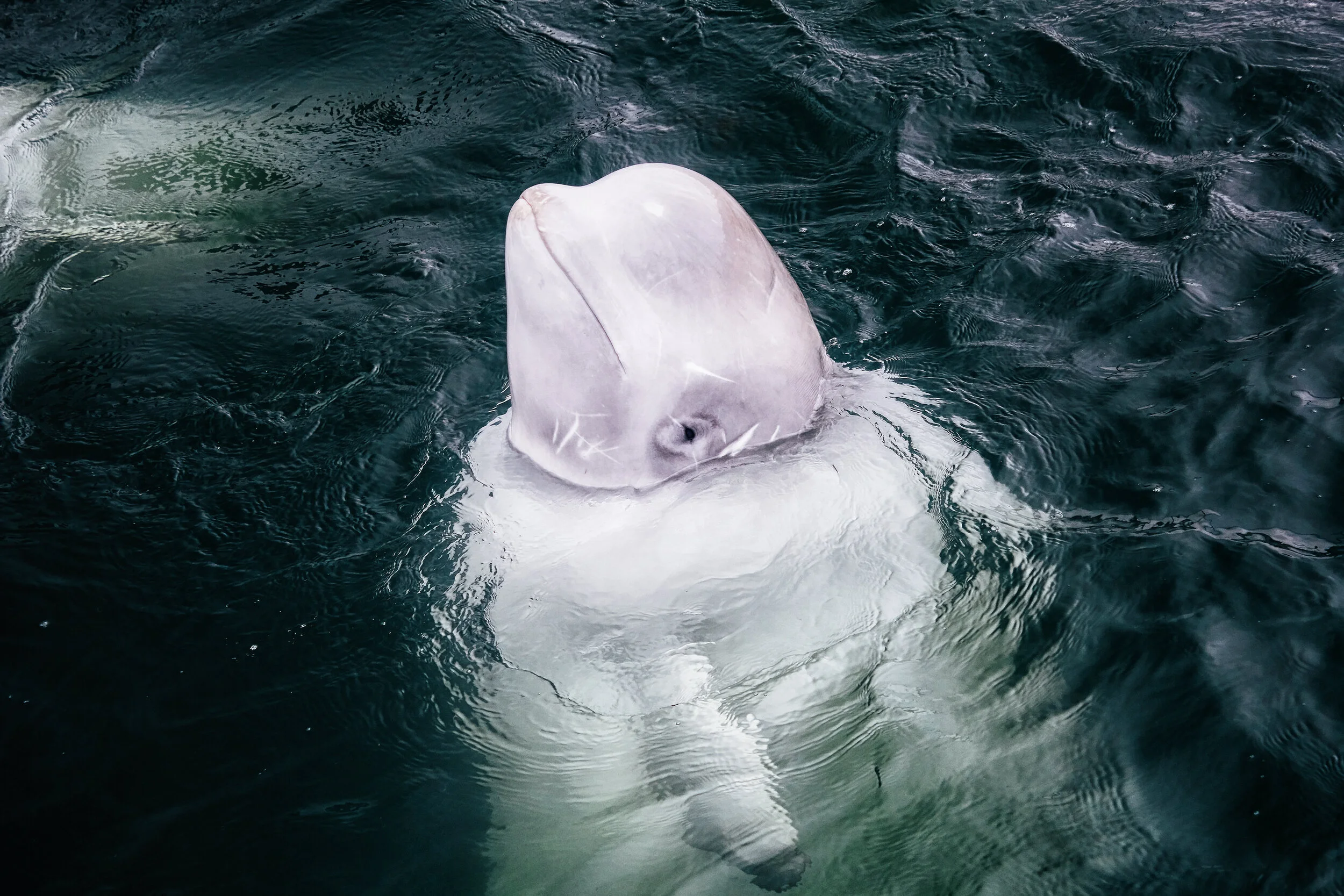 Never Seen Before: Down Syndrome In A Beluga Whale - klwn7b0
