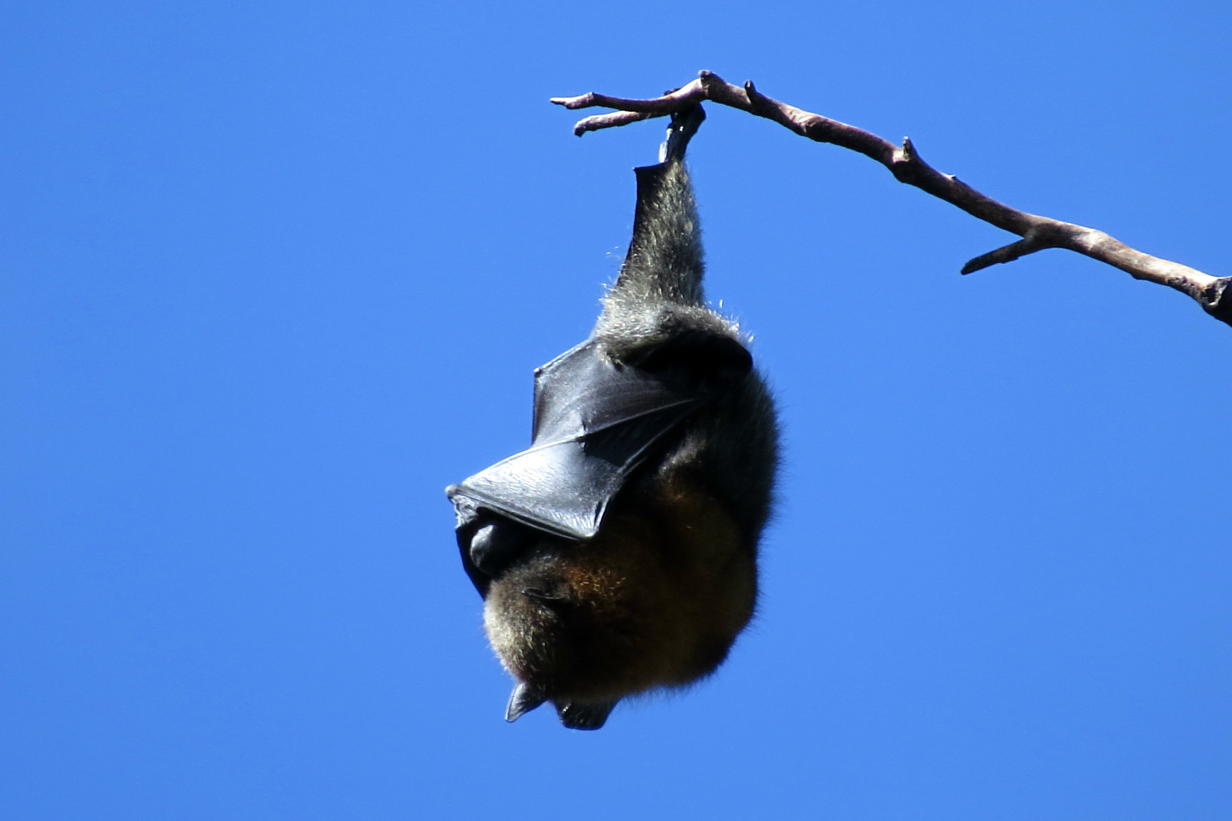 Wildlife Wednesday: Unraveling the Mysteries of Bats in Alaska