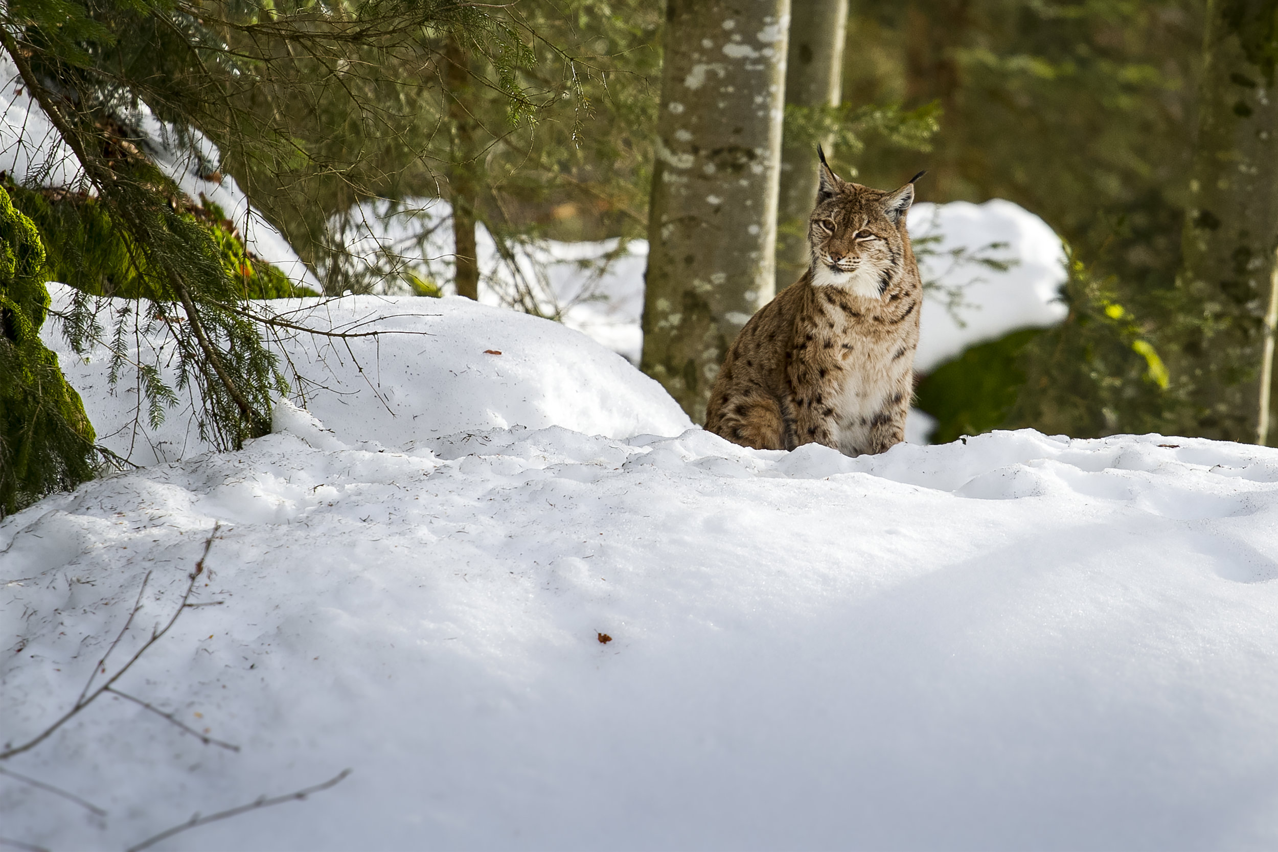 PRESS RELEASE: Petition to close upcoming lynx trapping season in Chugach State Park