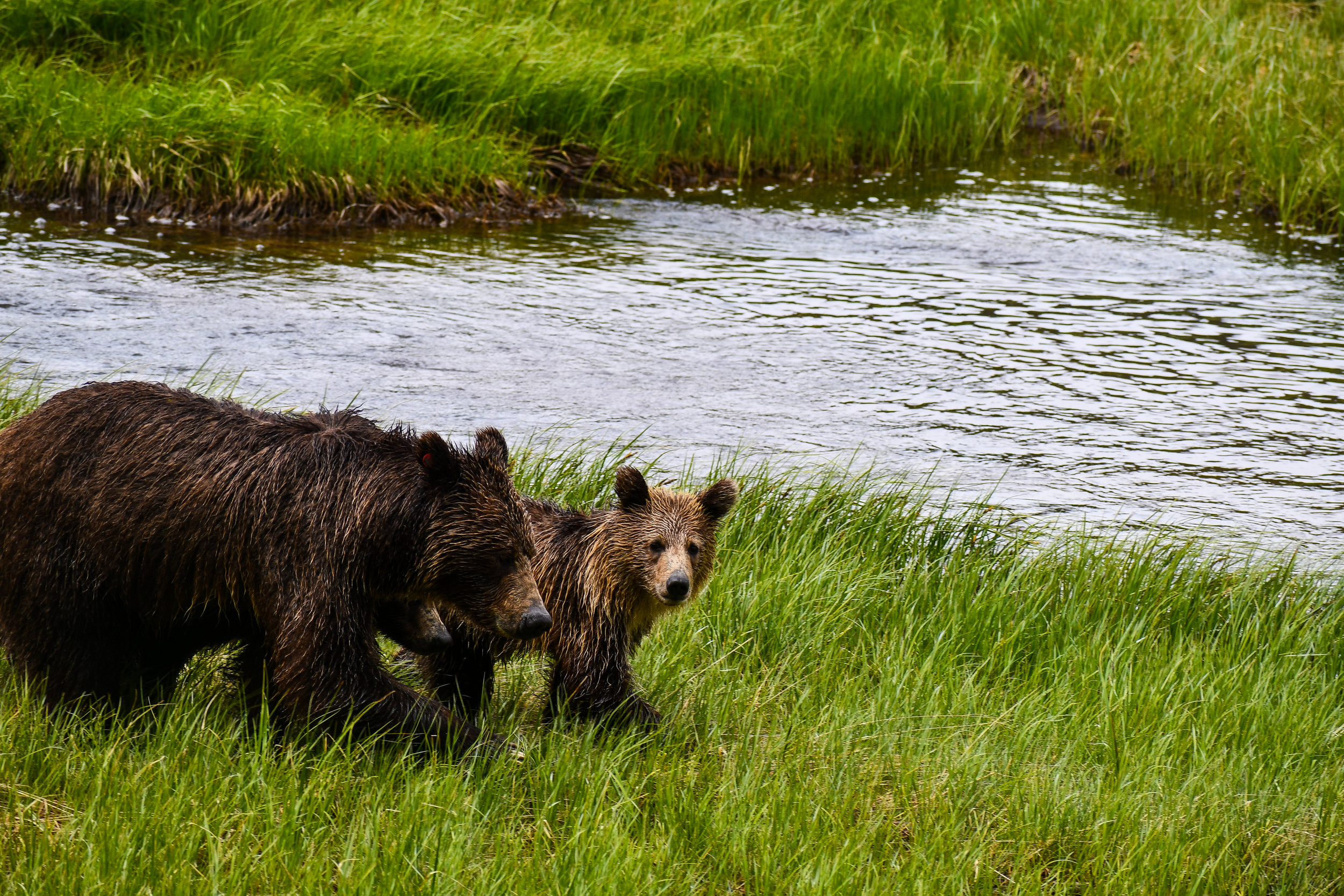 PRESS RELEASE: Controversial Kenai National Wildlife Refuge Baiting and Trapping Rule gets new hearing, extended public comment