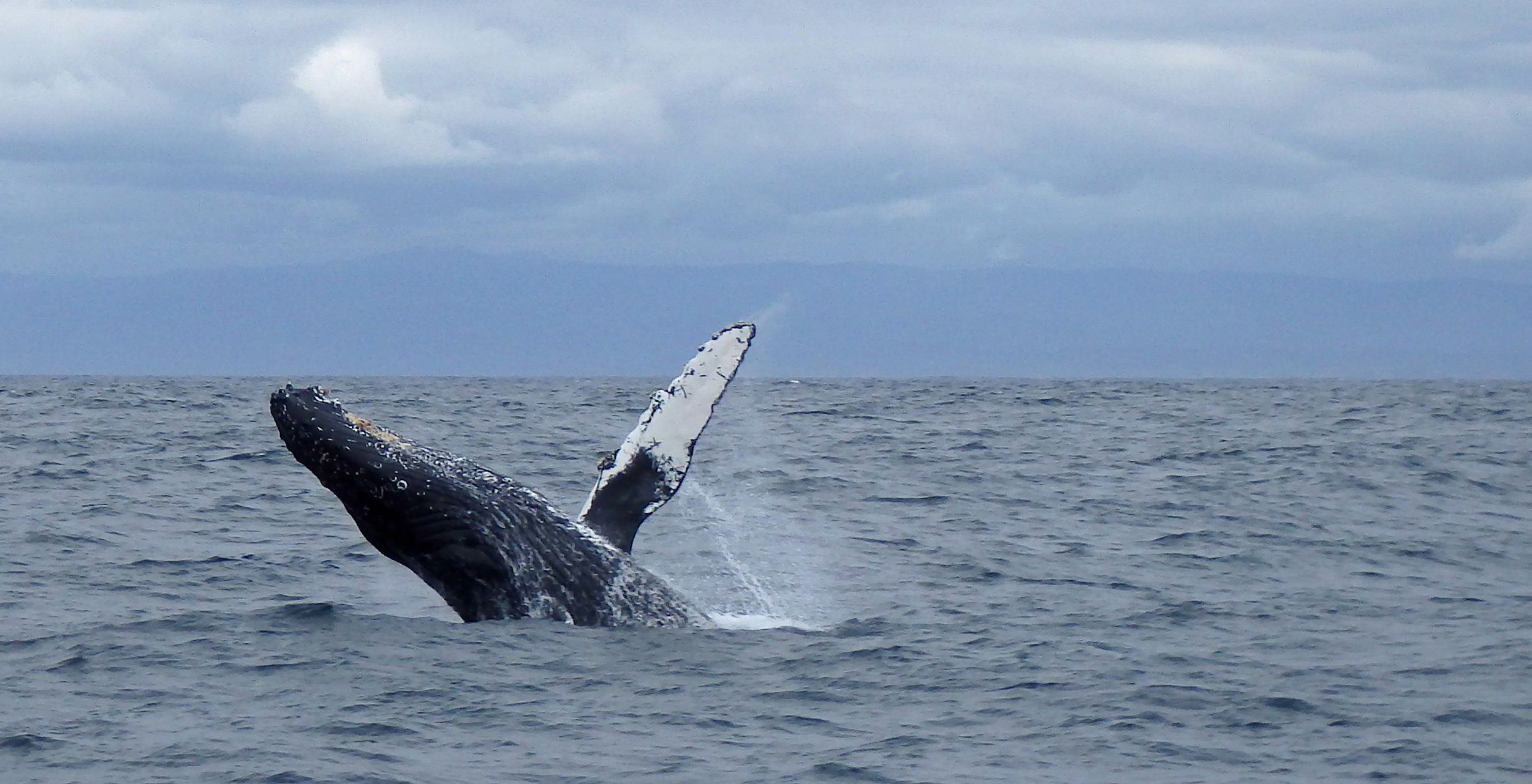 Wildlife Wednesday: Hormones and Whales
