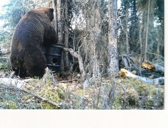 Breaking News: Victory for Brown bears and other wildlife on the Kenai ...