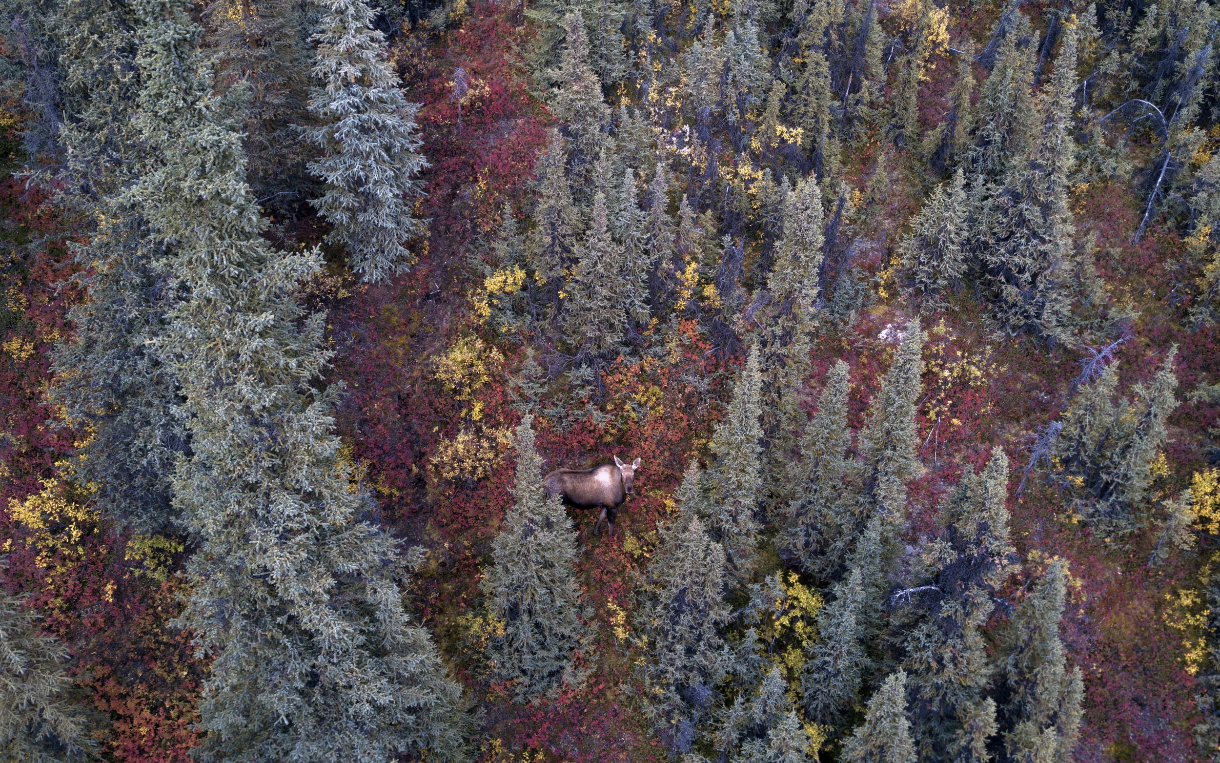 KPC Showcase and UAA/APU Books of the Year Project Presents: A Changing Kenai Peninsula, Climate Change's Possible Impact on the Future of Hunting and Fishing