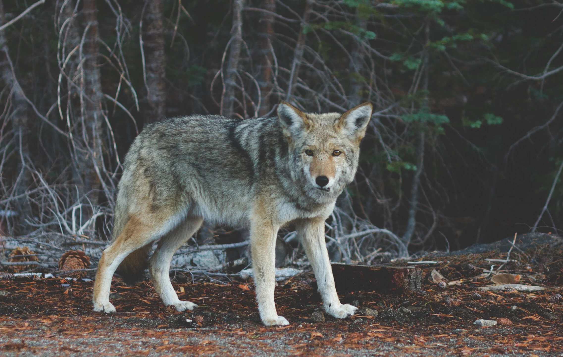 Taking Alexander Archipelago wolf protections to court