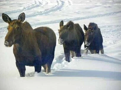 Effects of a Warming Climate on Caribou, Moose and Sitka Black-tailed Deer on the Kenai Peninsula and Prince William Sound